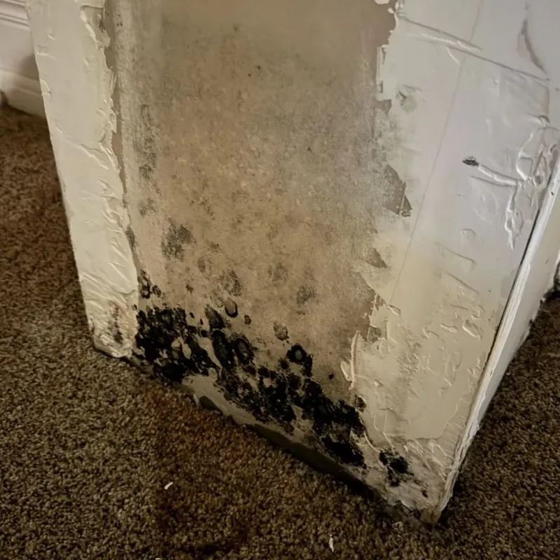 Professional Mold Removal in Moro, OR